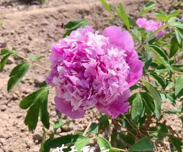 blue paeonia rockii roots
