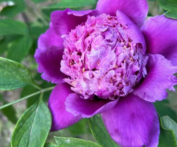 Lan Zhen Zhu blue paeonia rockii roots for sale