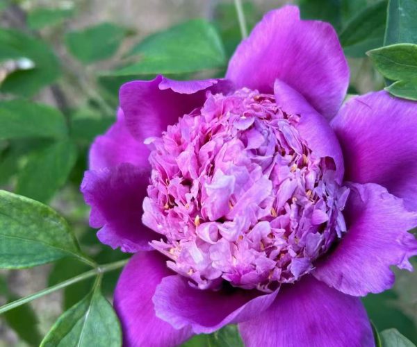blue paeonia rockii roots for sale