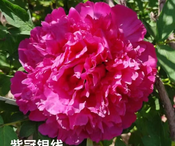 Zi Guan Ying Xian purple paeonia roots for sale