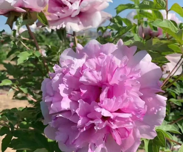 Tian Shan Xia Nv red paeonia rockii roots for sale
