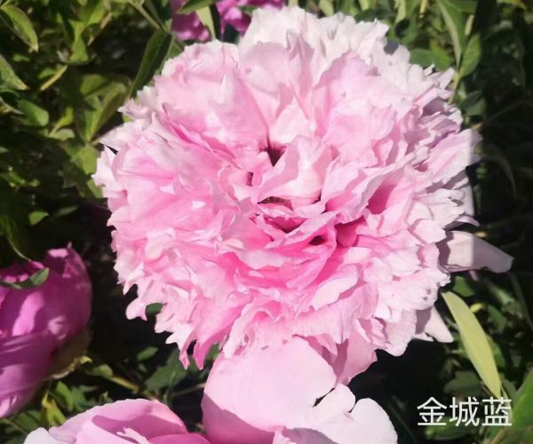 Jin Cheng Lan blue paeonia rockii roots for sale
