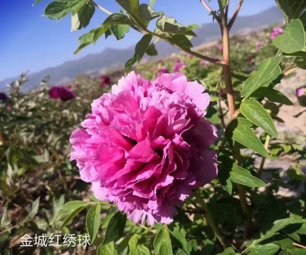 red Hydrangea type paeonia rockii for sale