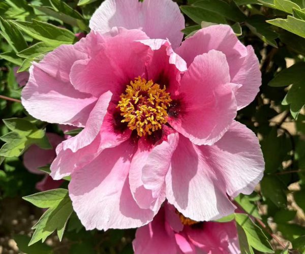 JIao Yan red paeonia rockii for sale