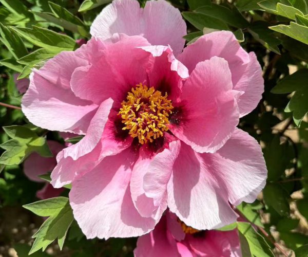 JIao Yan red paeonia rockii for sale