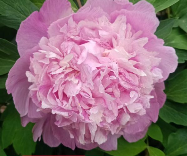 pink  paeonia rockii for sale