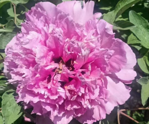 red woody peony for sale