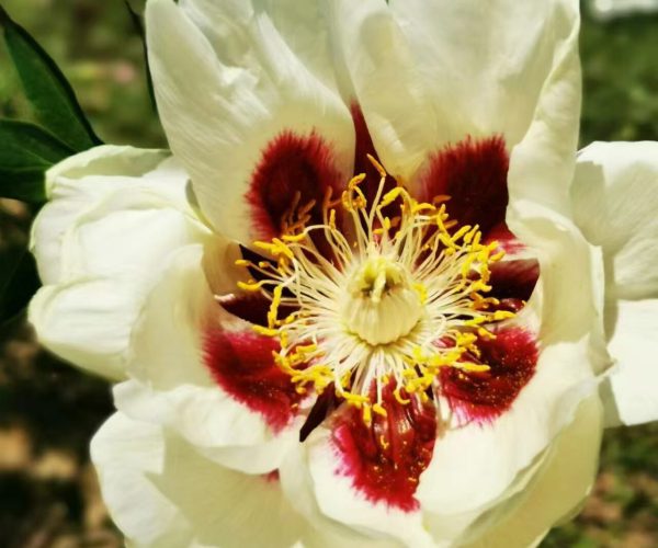 yellow paeonia rockii for sale