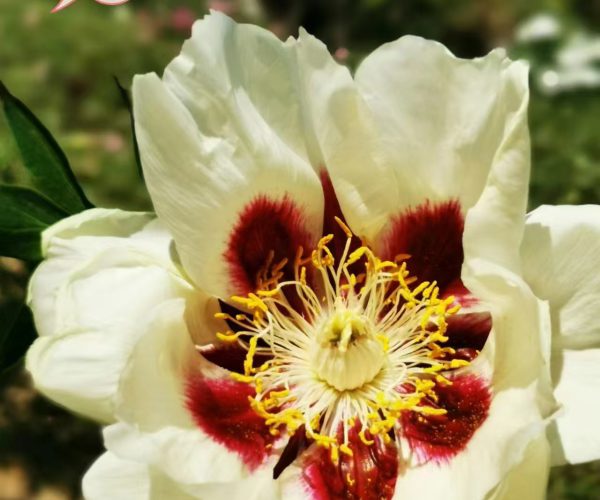 Huang He yellow paeonia rockii for sale