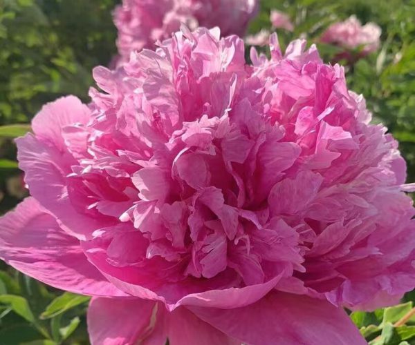 red paeonia rockii roots for sale