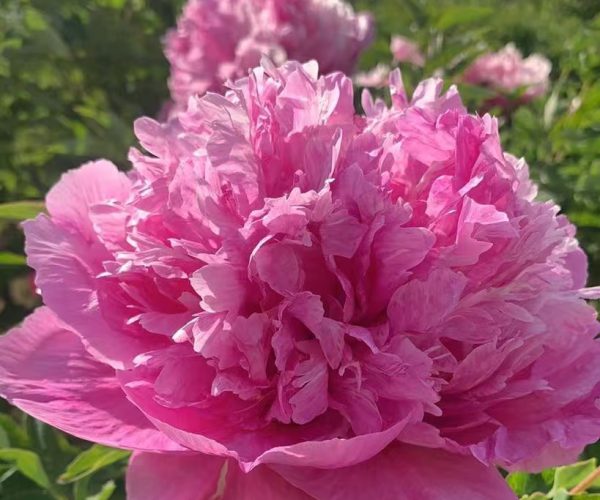 Hong Guan Yu Dai red paeonia rockii roots for sale