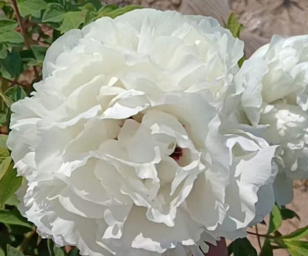 Bai Yu Shan white paeonia rockii roots