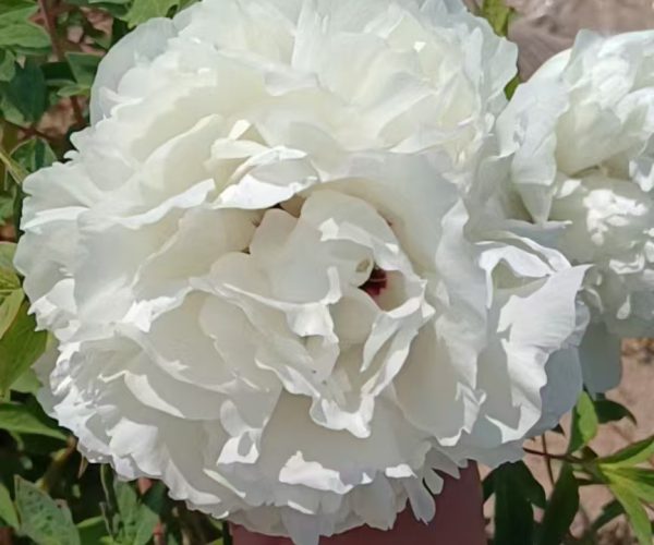 Bai Yu Shan white paeonia rockii roots
