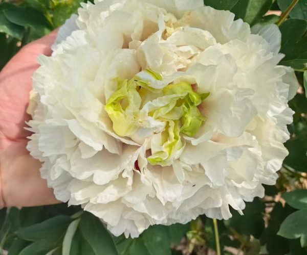 rockii peony Peony Varieties in Gansu