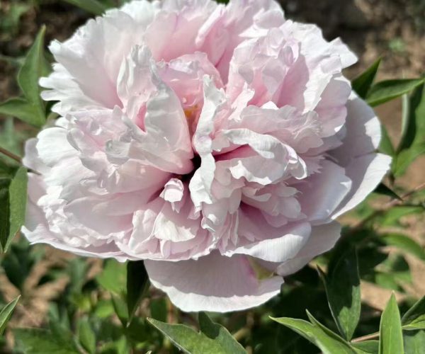 Fen Xiu Qiu Pink rockii tree peony variety with fragrance