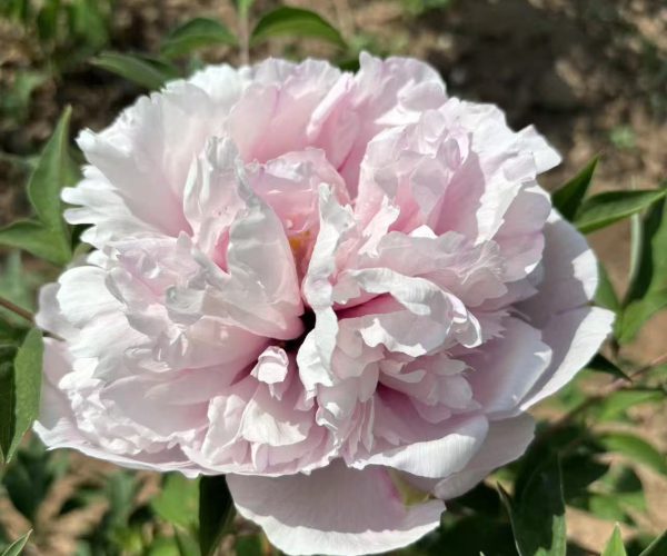 Fen Xiu Qiu Pink rockii tree peony variety with fragrance