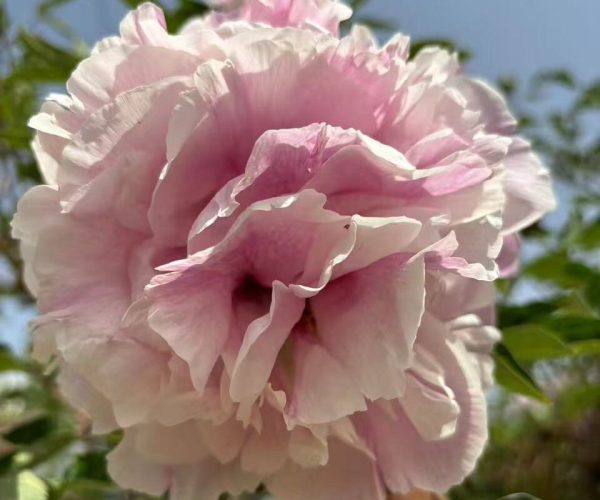 Lan Yun Qian Li pink paeonia rockii roots for sale