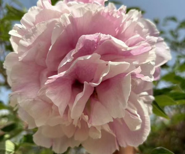 Lan Yun Qian Li pink paeonia rockii roots for sale