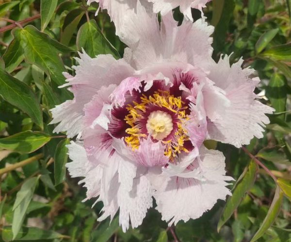Fen Chi Ying Yue pink paeonia rockii roots sale