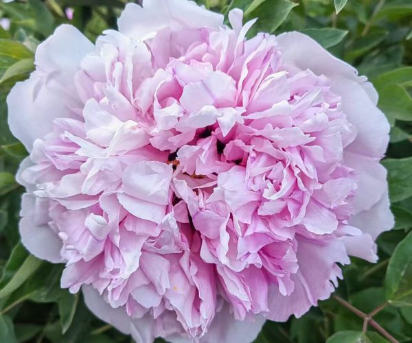 Fen Guan Yu Zhu Pink with a strong scent of Chinese tree peony