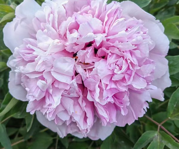 Fen Guan Yu Zhu Pink with a strong scent of Chinese tree peony