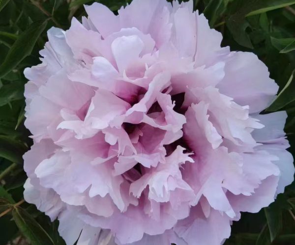 Pink fast growing paeonia rockii variety