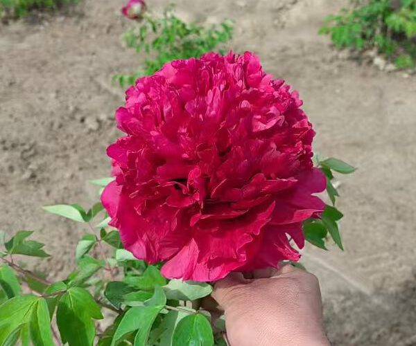 rockii tree peony rockii tree peony
