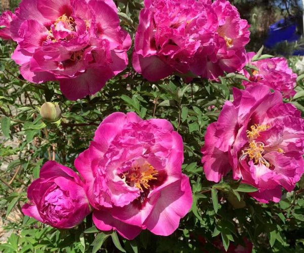 Bao Lian Deng multicolor paeonia rockii roots for sale