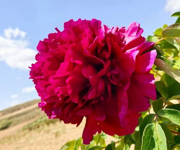 chinese tree Peony from Gansu, China