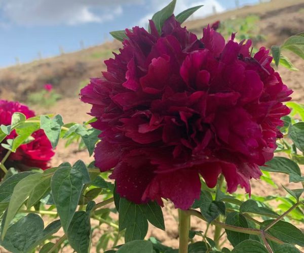 Hei Tian E The fast-growing and fragrant tree peony only grows in Gansu