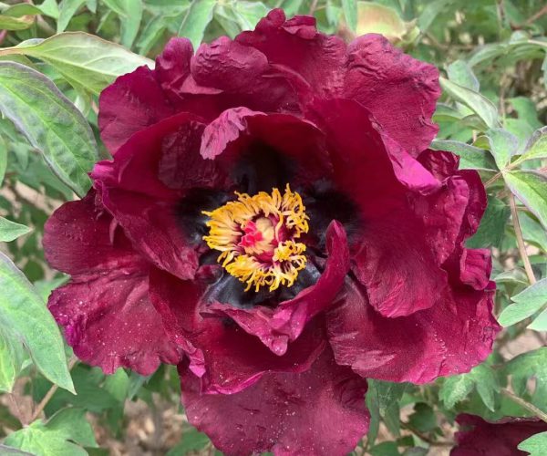 Romance from Chinese tree Peony