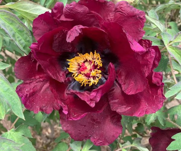 Ye Guang Bei Romance from Chinese tree Peony