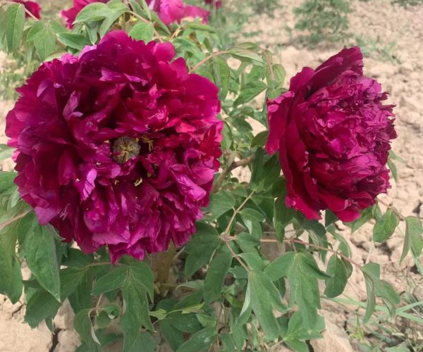 Mo Guan Yu Zhu Strong grafted tree peony seedlings come from Gansu