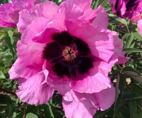 blue paeoniarockii A variety of tree peony with very obvious spots