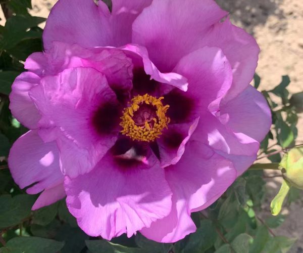blue paeoniarockii Seed-bearing paeonia rockii varieties
