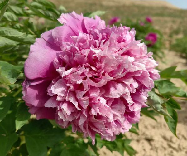 Lan Zou Chou rockii tree peony management methods