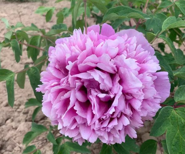 He Lan Wo Xue 2-3 years high quality grafted rockii tree peony seedlings