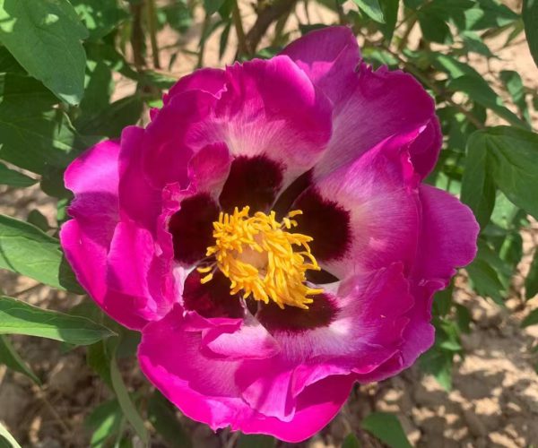 Zi Lian Deng Multi-color rockii tree peony varieties from Gansu