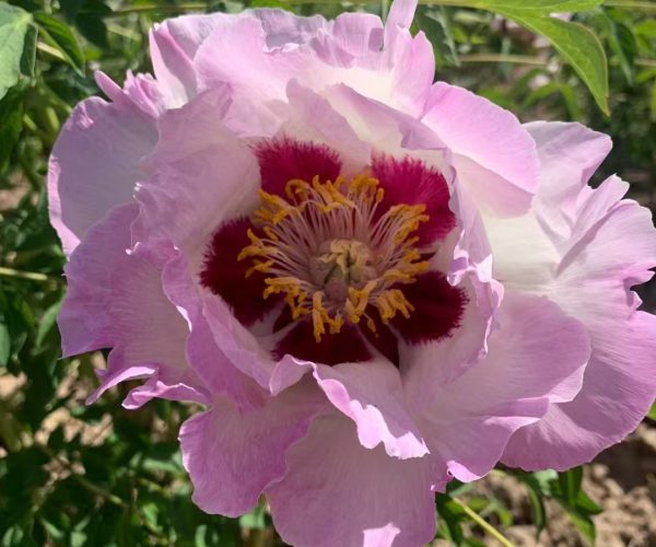 Su Sha Chan Yi early flowering varieties grow fast and have thin branches