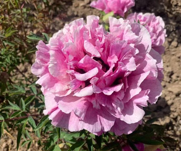 Long You Er Qiao multicolor paeonia rockii for sale