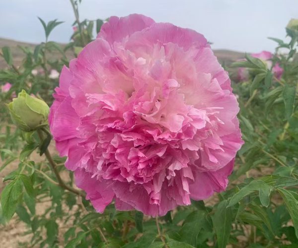 Bao Lian Deng It is an early-flowering, fast-growing peony variety, suitable for cut flowers.