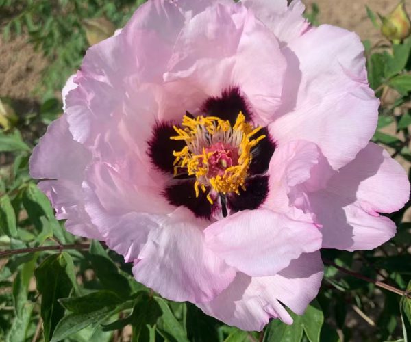 Dan Ding He Provide rocii tree peony grafted seedlings