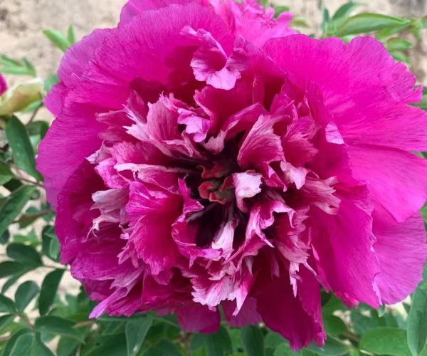 multicolor rockii tree peony