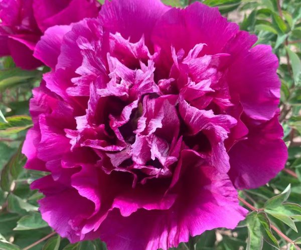 Er Long Xi Zhu Multi-color rockii tree peony variety