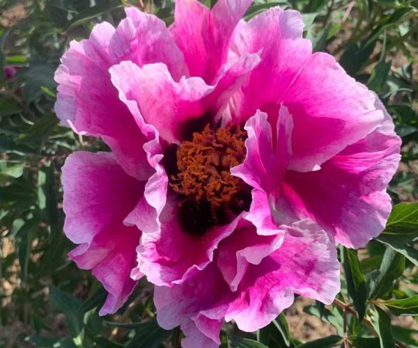 Ri Yue Tong Hui paeonia rockii roots for sale