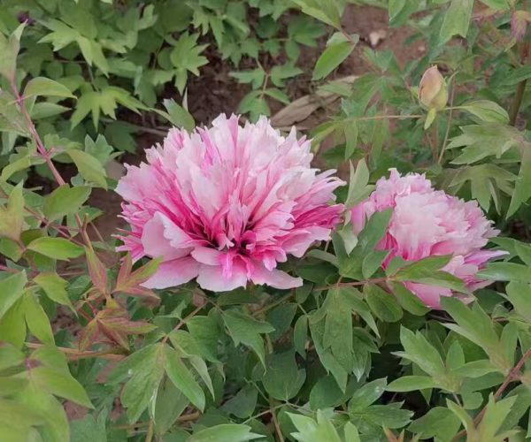 He Ping Er Qiao paeonia rockii roots for sale