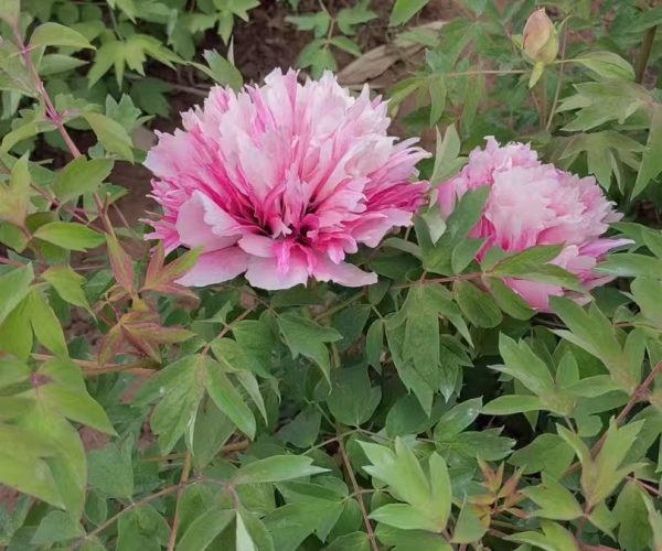 paeonia rockii roots for sale