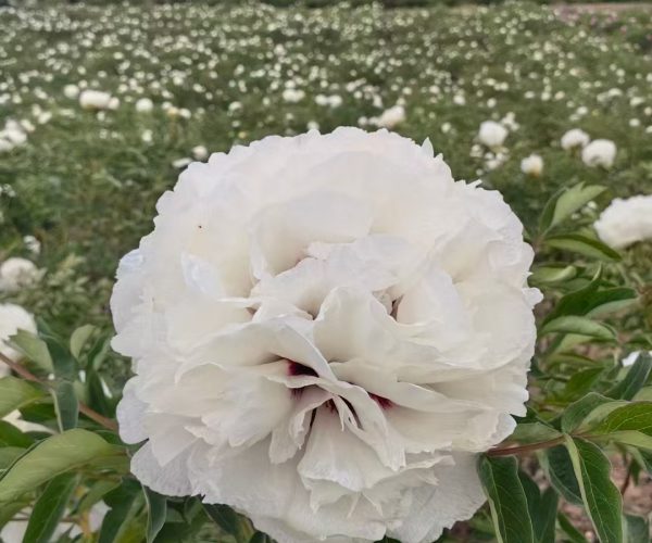 white paeonia rockii seeding