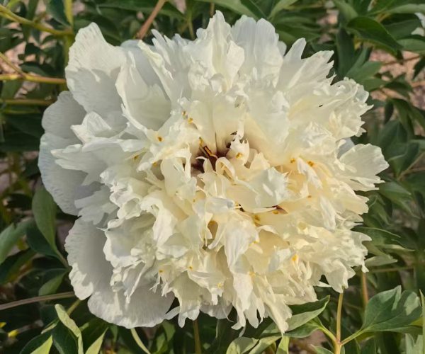 Jin Dian Yan Wei Bai White scented rockii tree peony variety