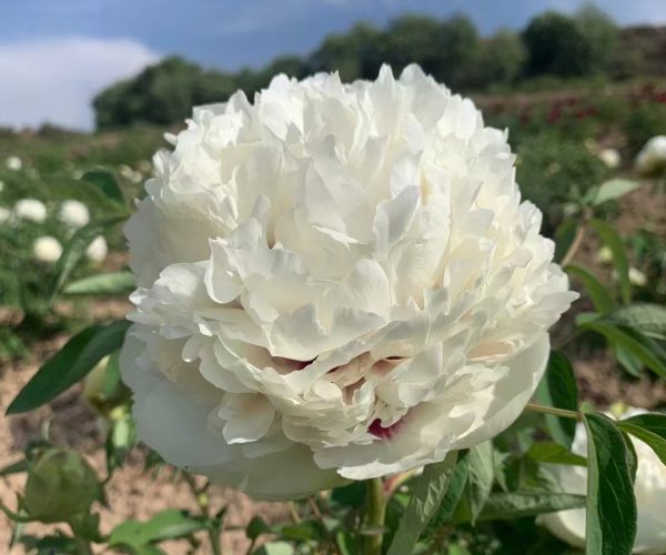 Yu Qiu Xiang white rockii tree peony seeding